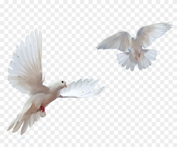 1032 X 1032 32 - Flying Doves Png, Transparent Png - 1032x1032 ...