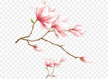 1080p High-definition video Display resolution Wallpaper - Watercolor pink magnolia flower 