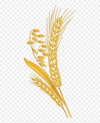 12 Grain - Rice Grain Clipart Png