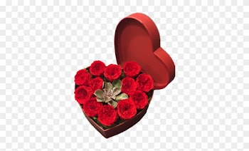 12 Preserved Red Rose Heart Box With Succulent - Rose