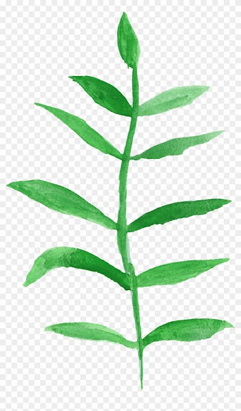 12 Watercolor Leaf Png Transparent Vol 2 Onlygfxcom - Epidendrum