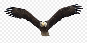 1200 X 735 25 - Soaring Eagle Png Clipart (#3675412) - PinClipart