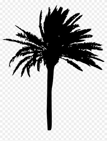 1223 × 1500 Px - Transparent Palm Trees