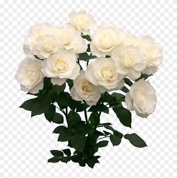 123 Images About Png On We Heart It - White Roses Tumblr Png