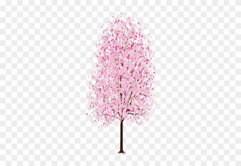 13 Oct 2014 - Cherry Blossom Tree Easy Drawing