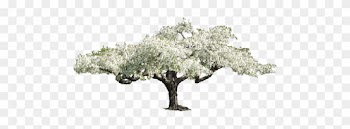 13 Oct 2014 - Transparent Flower Tree Png
