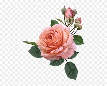 1423291584 Pink Roses Collection 1 06 - Transparent Background Rose Clipart