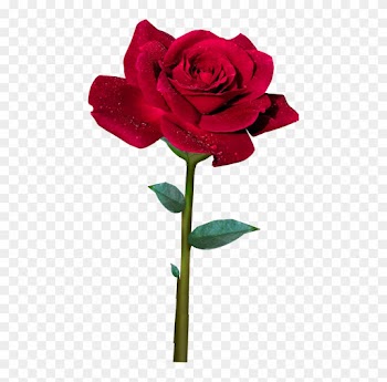 15 De Maio De - Rose Avec Sa Tige