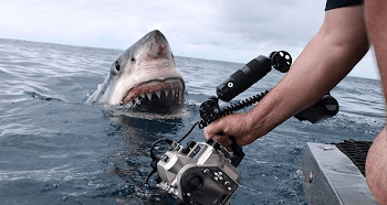 15 Ft Great White Gets Up Close And Personal Of The Coast Of Australia