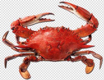 15 Red crab png for free download on mbtskoudsalg