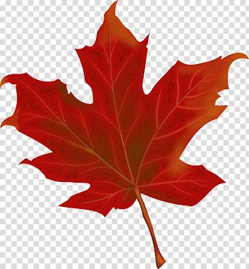 150th anniversary of Canada Maple leaf , autumn tourism transparent background PNG clipart