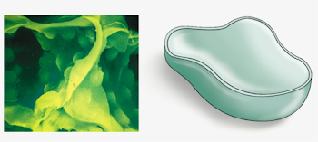 16 Central Vacuole - Science Source Transparent PNG - 886x355 ...