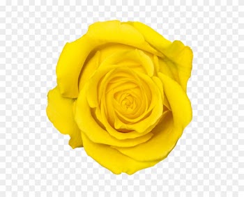 17 Nov - Yellow Rose Transparent