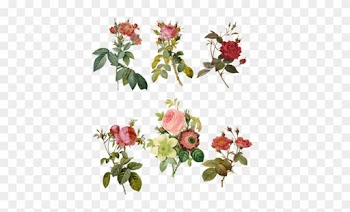 1700-1800's Roses Png By Chaseandlinda - Roses Png