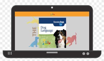 1800 X 1200 1 - Border Collie
