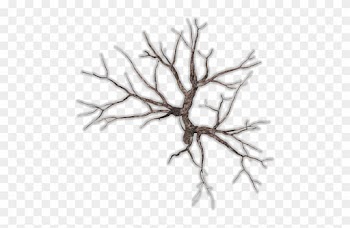 185k Tree Dead 2 - Dead Tree Top View Png