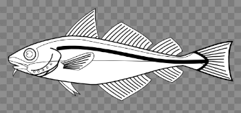 19 Black and white graphic transparent library fish HUGE FREEBIE ...