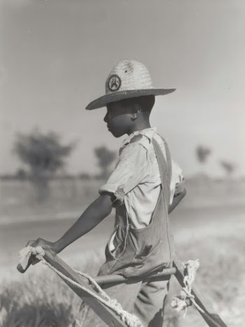 1941 - Resting the mules which get too hot when the cotton is high in mid-summer cultivation; King and Anderson Plantation, near Clarksdale, Mississippi Delta, Mississippi.