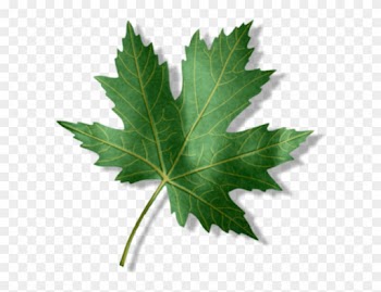 1st Place - - Maple Leaf
