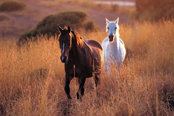 2%20%20horses.jpg