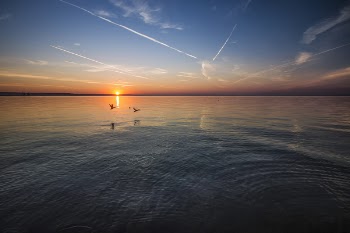 2 Birds Flying Near Body of Water during Orange Sunset