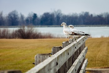 2 Birds in Brown Wooden Fence Near Lake during Day Time
