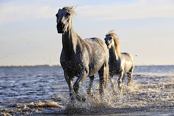 2 Black Horse Running on Body of Water Under Sunny Sky