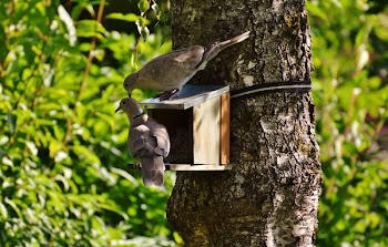2 Brown Pigeons on Brown Tree during Daytime