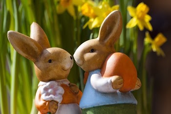2 Brown Rabbits Smiling At Each Other