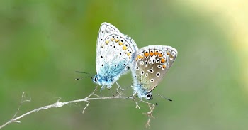 2 Butterfly on Plant Steam
