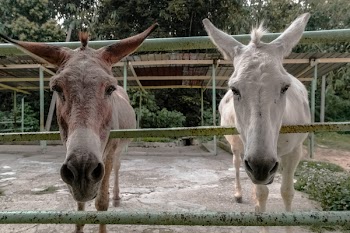 2 Horse