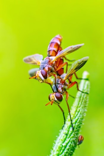 2 Orange and Yellow Flying Insects on Green Leaf