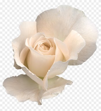 2 Png - White Rose Transparent