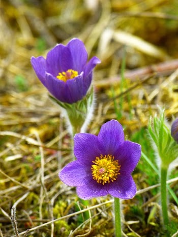 2 Purple Flowers