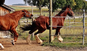 2 Red and White Horses Beside Barn and Green Grasses and Trees