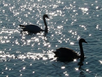 2 Swan on Body of Water