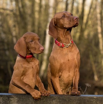 2 Vizsla Dogs Standing on Brown Wood Plank