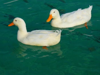 2 White Duck on Clue Clear Water