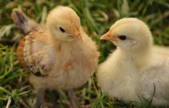 2 Yellow Chick on Grass