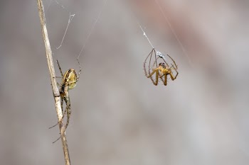 2 Yellow Orb Weaver Spider Weaving Web