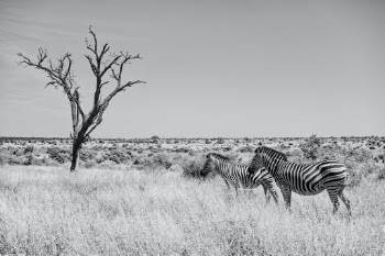 2 Zebras graze at the magnificent Kruger National Park in South Africa.
