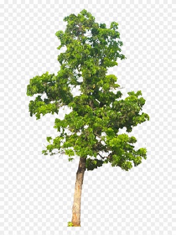 20 Free Tree Png Images - Apple Tree Png