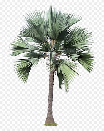 20 Free Tree Png Images - Trees Png High Resolution