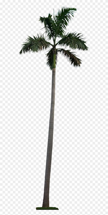 20 Tree Png Images For Architecture, Landscape For - Palm Tree Cutout Png
