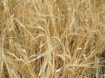 2005_0726AY.JPG