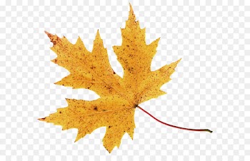 2017 Nissan LEAF Autumn leaf color Clip art - Autumn Leaf PNG Image 