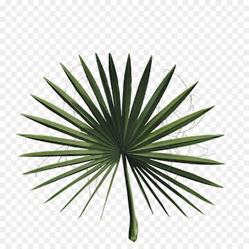 2018 Nissan LEAF Asian palmyra palm Arecaceae Plant - palm leaves 