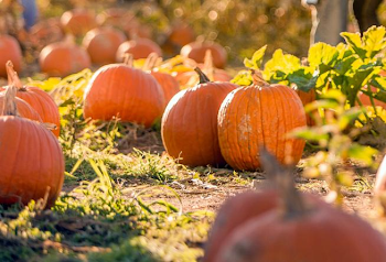 2019 Fall Festivals & Events in Roanoke, VA | Virginia's Blue Ridge