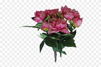 23" Peony Bush X 9~ Beauty - Garden Roses