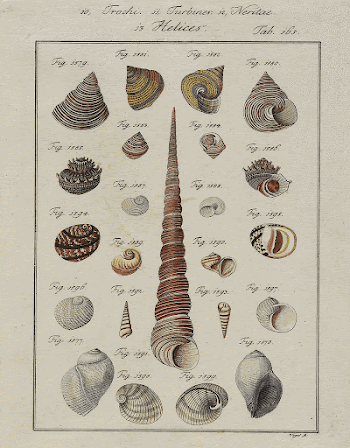 23 shells, mostly of conical | Free Photo - rawpixel